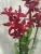 Буррагеара красная Фпанс Джевел орхидея 12см