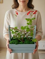 Пеларгония герань микс в ящике со жгутом подарочная KM663 купить в Москве