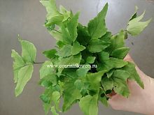 Циртомиум Форчуна Кливикола папоротник KR853 купить в Москве