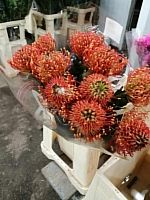 Нутан Санрайз Оранж срезка SR730 купить в Москве