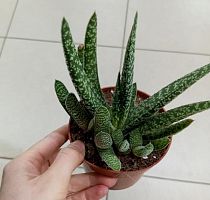 Гастерия Тиго  суккулент KR4070 купить в Москве