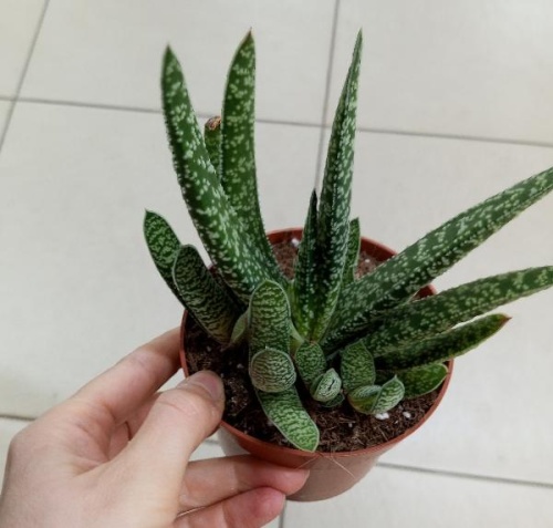 Гастерия Тиго  суккулент KR4070 купить в Москве