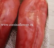 Перец сладкий красный слон рассада OG352 купить в Москве
