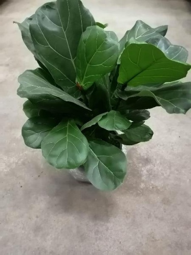 Фикус Лирата куст 50-60см KR2701 купить в Москве