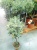 Оливковое дерево на стволе в горшке 19 100 https://corzinaflowers.ru/catalog/komnatnye_rasteniya_i_tsvety/dekorativno_listvennye_rasteniya/oliva_komnatnoe_derevo_v_gorshke/434/