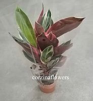 Строманта Триостар KR1544 купить в Москве