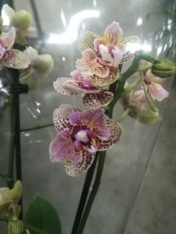 Фаленопсис Борнео бабочка орхидея 12см