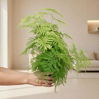 Аспарагус Сетацеус Плюмосус папоротник KR269 купить в Москве