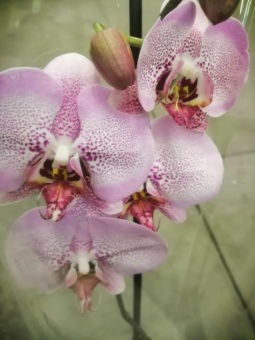 Фаленопсис розовый гибрид орхидея О748 купить в Москве