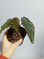 Бегония листовая Аиаи KR4036 купить в Москве