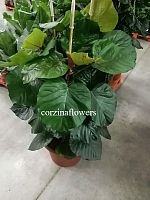 Фикус Умбуллата 130-150 см  KR1403 купить в Москве