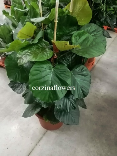 Фикус Умбуллата 130-150 см  KR1403 купить в Москве