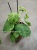 syngonium macrophyllum Frosted Heart 17 https://corzinaflowers.ru/catalog/komnatnye_rasteniya_i_tsvety/1899/