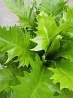 Асплениум Джоя (Asplenium ‘Joya’) KR4000 купить в Москве