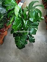 Монстера моссток 100-130см KR1389 купить в Москве