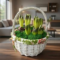 9 гиацинтов в корзине Прованс ред-вайт KM1000 купить в Москве