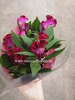 Целозия кристата Твистед Ред в горшке OG444 купить в Москве