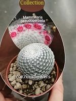 Маммиллярия Ложнопрекрасная кактус KR2041 купить в Москве