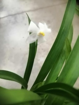 Одонтоглоссум белый  Пульчеллум орхидея 12см