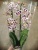 Фаленопсис гибрид орхидея О864 купить в Москве
