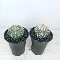 Астрофитум Астериас кактус KR2987 купить в Москве