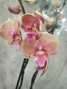 Фаленопсис биг лип орхидея 12 https://corzinaflowers.ru/catalog/komnatnye_rasteniya_i_tsvety/orkhidei_komnatnye/orkhideya_falenopsis/4631/