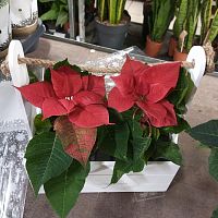 Принцетия в ящичке подарочная KM1059 купить в Москве