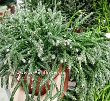 Рипсалис Барчела кактус KR770 купить в Москве