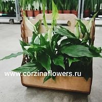 Спатифиллум шопен в кашпо Традишинал KM3 купить в Москве