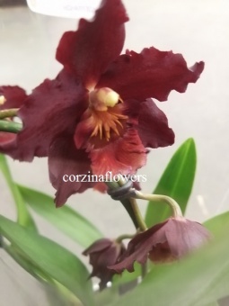 Камбрия Ред Руби орхидея О264 купить в Москве