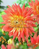 Георгина декоративная Мотто корневище L696 купить в Москве