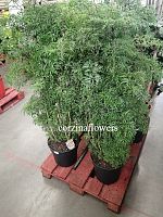 Полисциас Минг 120-140 см KR346 купить в Москве