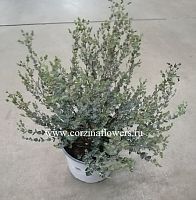 Эвкалипт Гунни 40-50см в горшке KR1228 купить в Москве