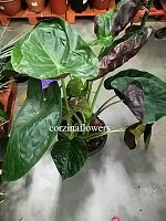 Алоказия Венти 90-110 см KR1390 купить в Москве