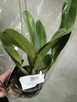 Каттлея Сиам красная Орхидея