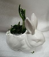 Подснежники в кашпо Зайка KM195 купить в Москве