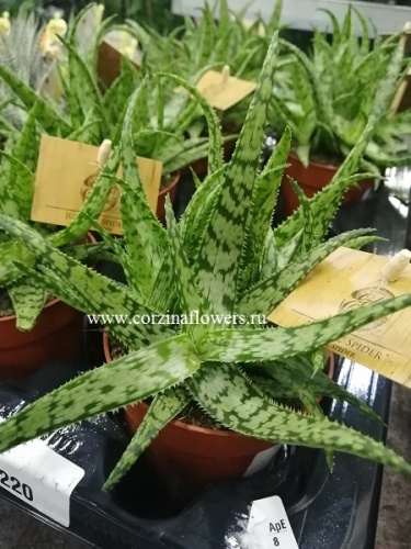 Алоэ Спайдер KR497 купить в Москве