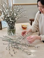 Гениста белая ветки срезка SR895 купить в Москве