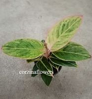 Аглаонема Сиам Пинк (Аглаонема Сальмон Фэнтези) KR1649 купить в Москве