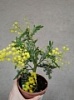 Мимоза (акация) желтая Mimosa Acacia Dealbata Мимоза (акация) желтая Mimosa Acacia Dealbata