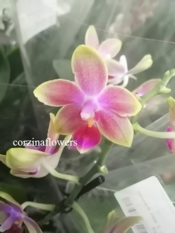 Фаленопсис ароматный орхидея О262