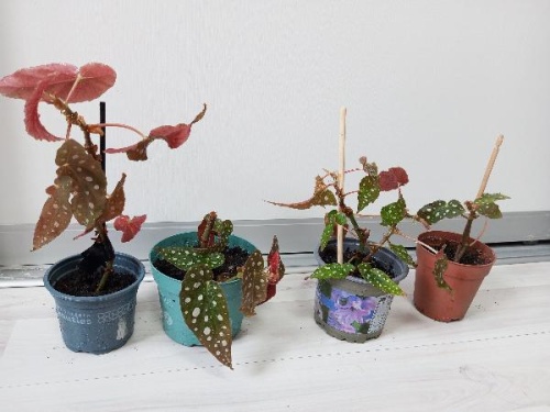 Бегония Макулата (Пятнистая) — декоративное растение в горшке | Эффектный акцент для интерьера KR22 купить в Москве фото 4