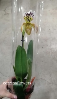 Пафиопедилум гибрид 227 орхидея 12