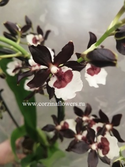 Камбрия 211 на арке орхидея https://corzinaflowers.ru/catalog/komnatnye_rasteniya_i_tsvety/3362/