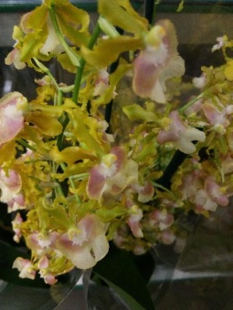 Орхидея онцидиум Пупукея розовый 12 см