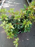 Пиерис японский Маунтин Фаер саженцы OG1527 купить в Москве