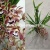 Орхидея Цимбидиум Каскад  браун 2-3 цв подвесной О163 14