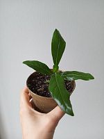 Нони (Morinda citrifolia) в горшке— экзотическое дерево здоровья KR3978 купить в Москве