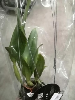 Каттлея Хэдай делайт х Мэрис Сонг орхидея