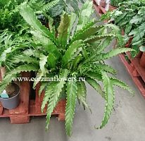 Асплениум Антикум Осака 60-70 см папоротник KR1108 купить в Москве